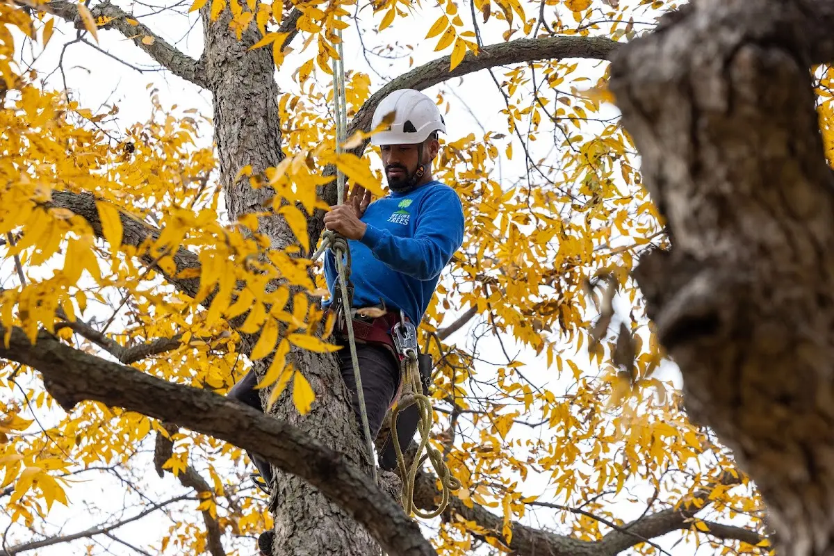Skilled Storm Damage Cleanup crew working in Belle Valley